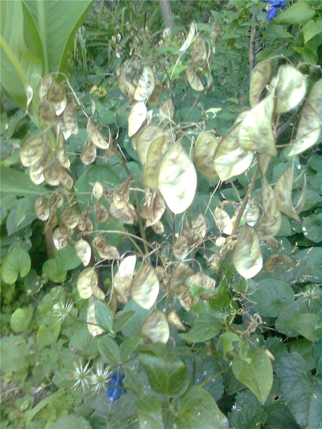 lunaria